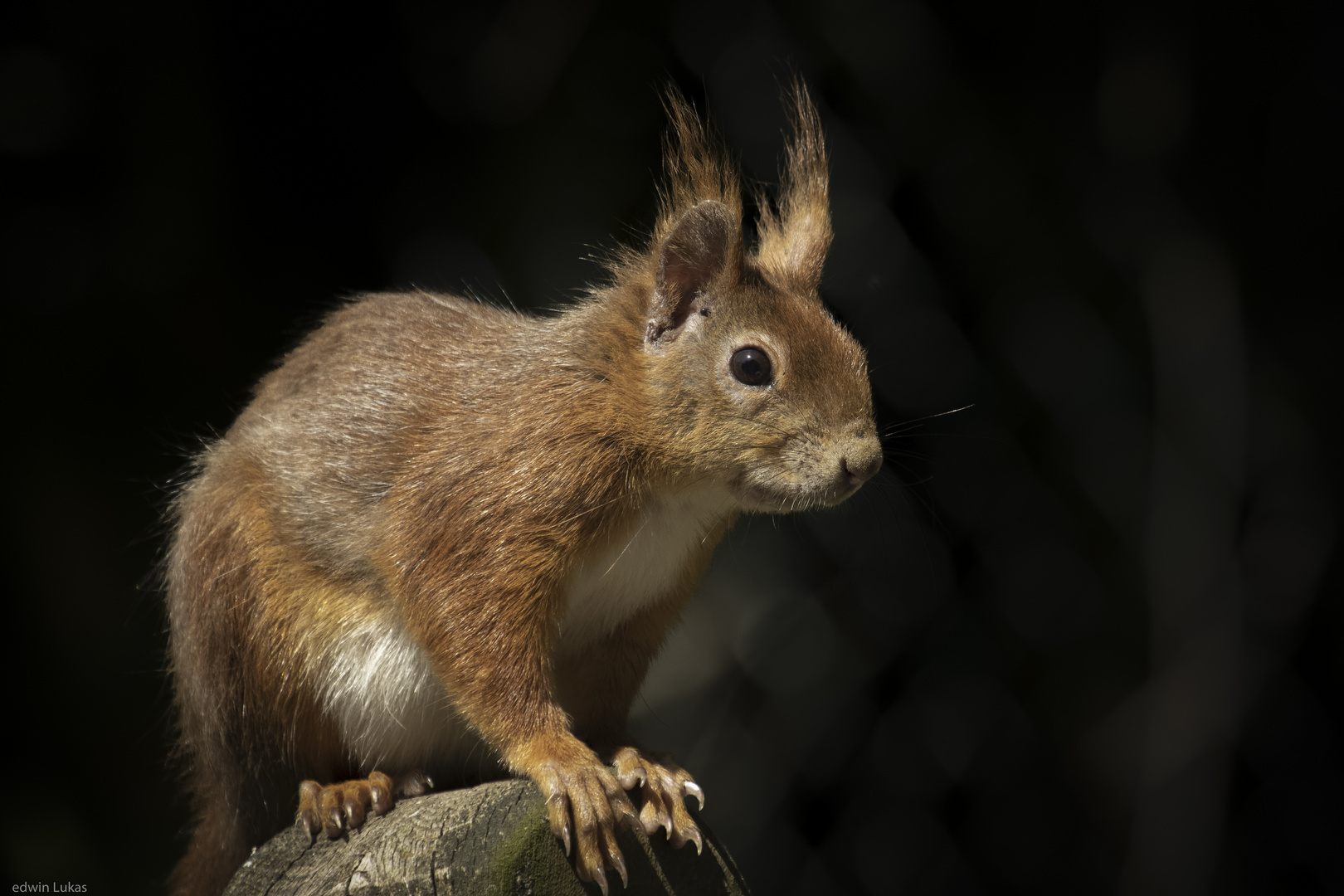 Und täglich Grüßt das Eichhörnchen