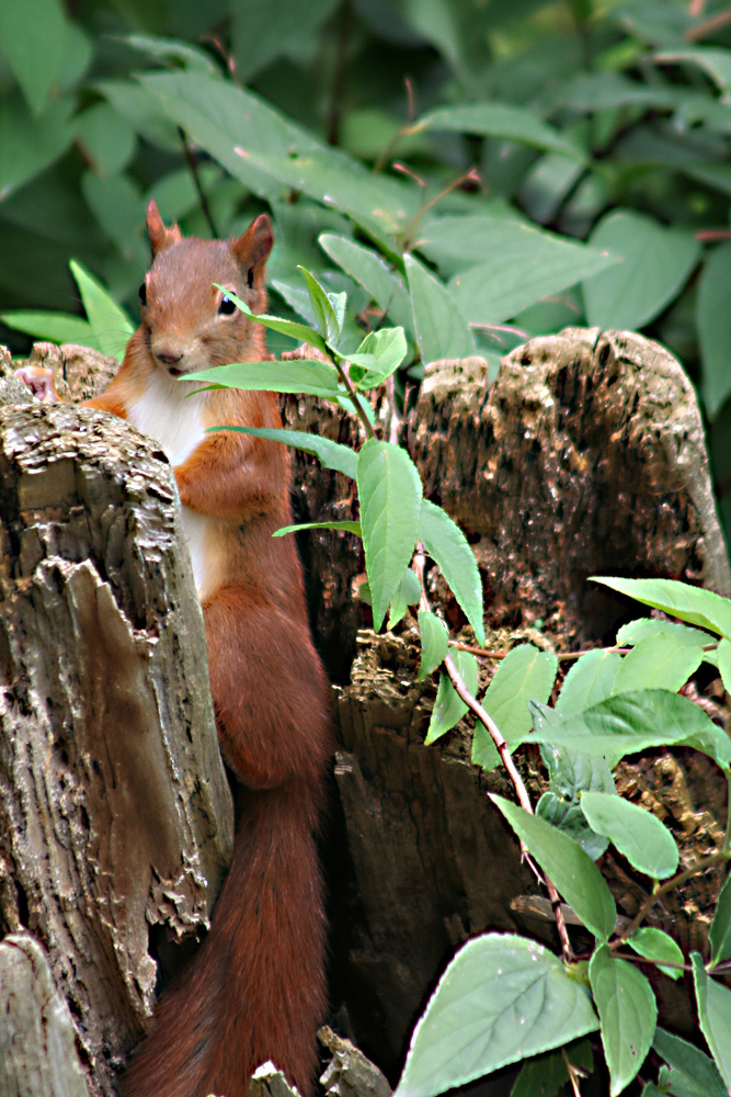 ...und täglich grüßt das Eichhörnchen