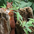 ...und täglich grüßt das Eichhörnchen