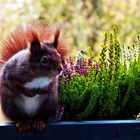 und täglich grüßt das Eichhörnchen