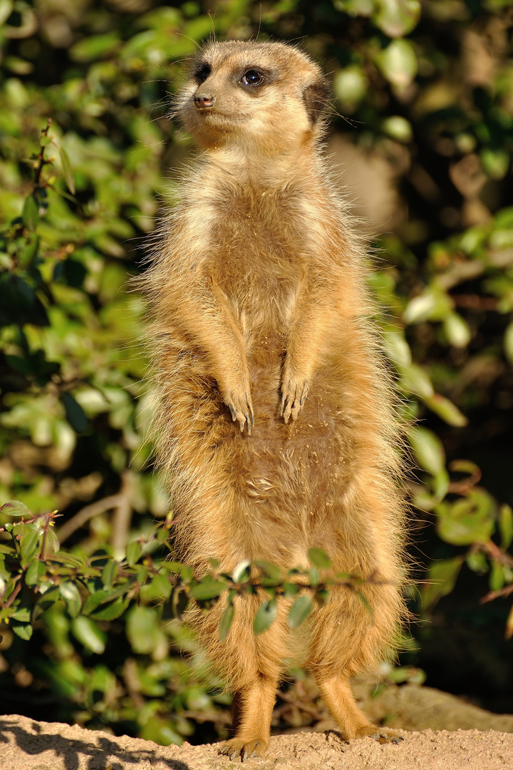 Und täglich grüßt das Erdmännchen...