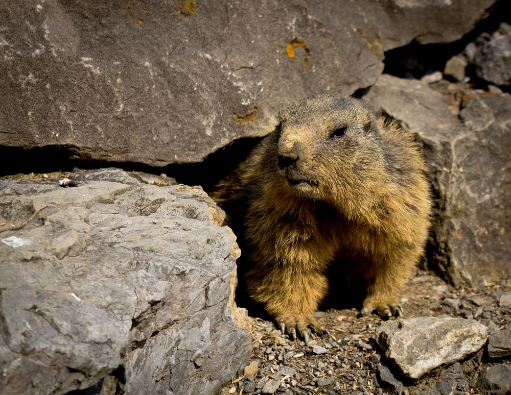 und täglich grüsst das Murmeltier Foto & Bild tiere, wildlife, säugetiere Bilder auf