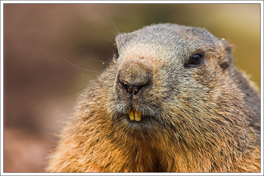 ...und täglich grüßt das Murmeltier Foto & Bild tiere, zoo, wildpark & falknerei, säugetiere