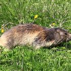 Und täglich grüßt das Murmeltier ...