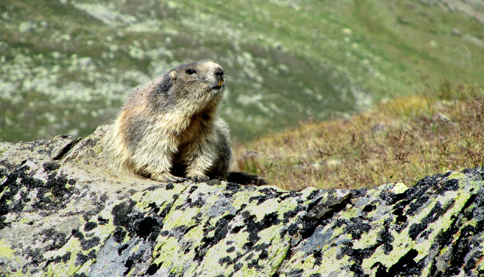 Und täglich grüßt das Murmeltier Foto & Bild | tiere, wildlife, wildlife: sonstige tiere Bilder ...