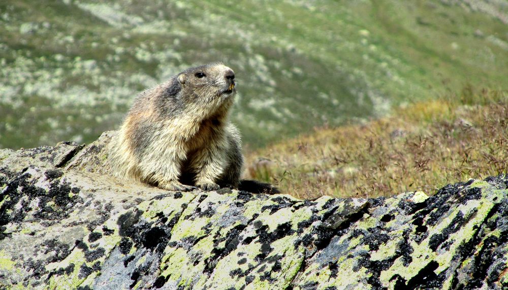 Und täglich grüßt das Murmeltier Foto & Bild tiere, wildlife, wildlife sonstige tiere Bilder