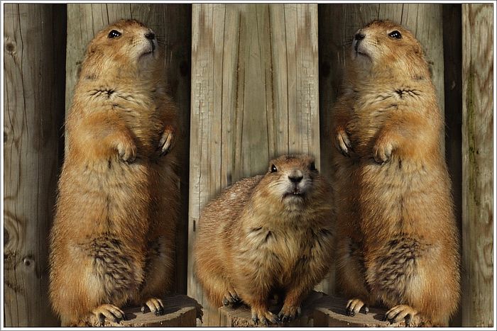 Und täglich grüßt das Murmeltier.....