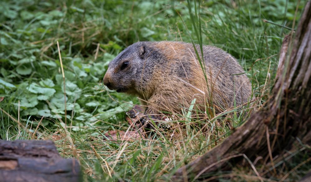 Und täglich grüßt das Murmeltier Foto & Bild tiere, zoo, wildpark & falknerei, säugetiere