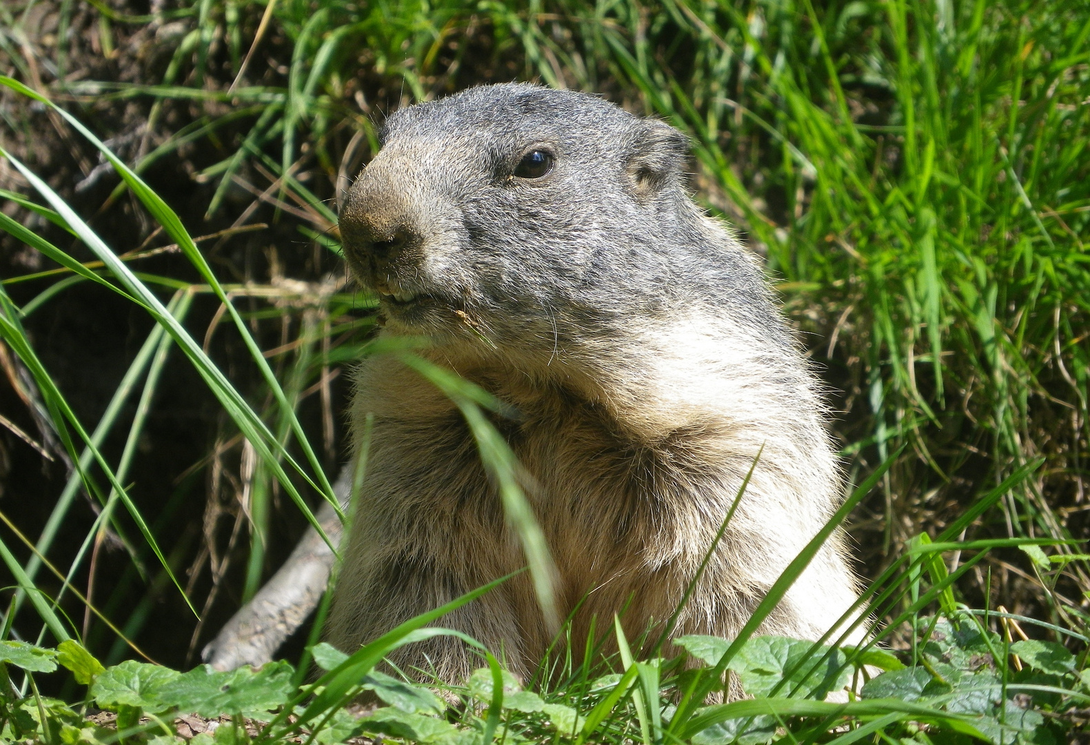 Und täglich grüßt das Murmeltier Foto & Bild tiere, zoo, wildpark & falknerei, säugetiere Und täglich grüßt das Murmeltier Foto & Bild tiere, zoo, wildpark & falknerei, säugetiere