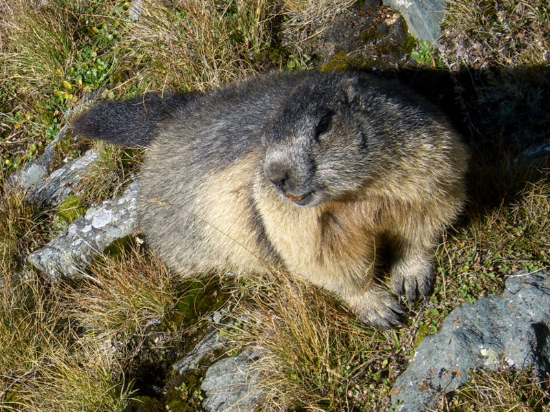 Und täglich grüßt das Murmeltier Foto & Bild tiere, wildlife, säugetiere Bilder auf