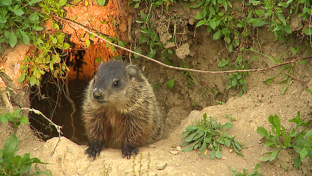 Und täglich grüßt das Murmeltier Foto & Bild tiere, wildlife, säugetiere Bilder auf