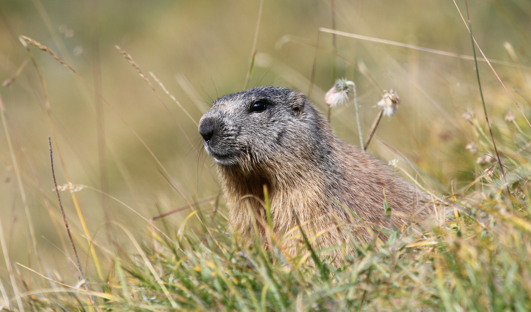 Und täglich grüsst das Murmeltier Foto & Bild tiere, wildlife, säugetiere Bilder auf Und täglich grüsst das Murmeltier Foto & Bild tiere, wildlife, säugetiere Bilder auf