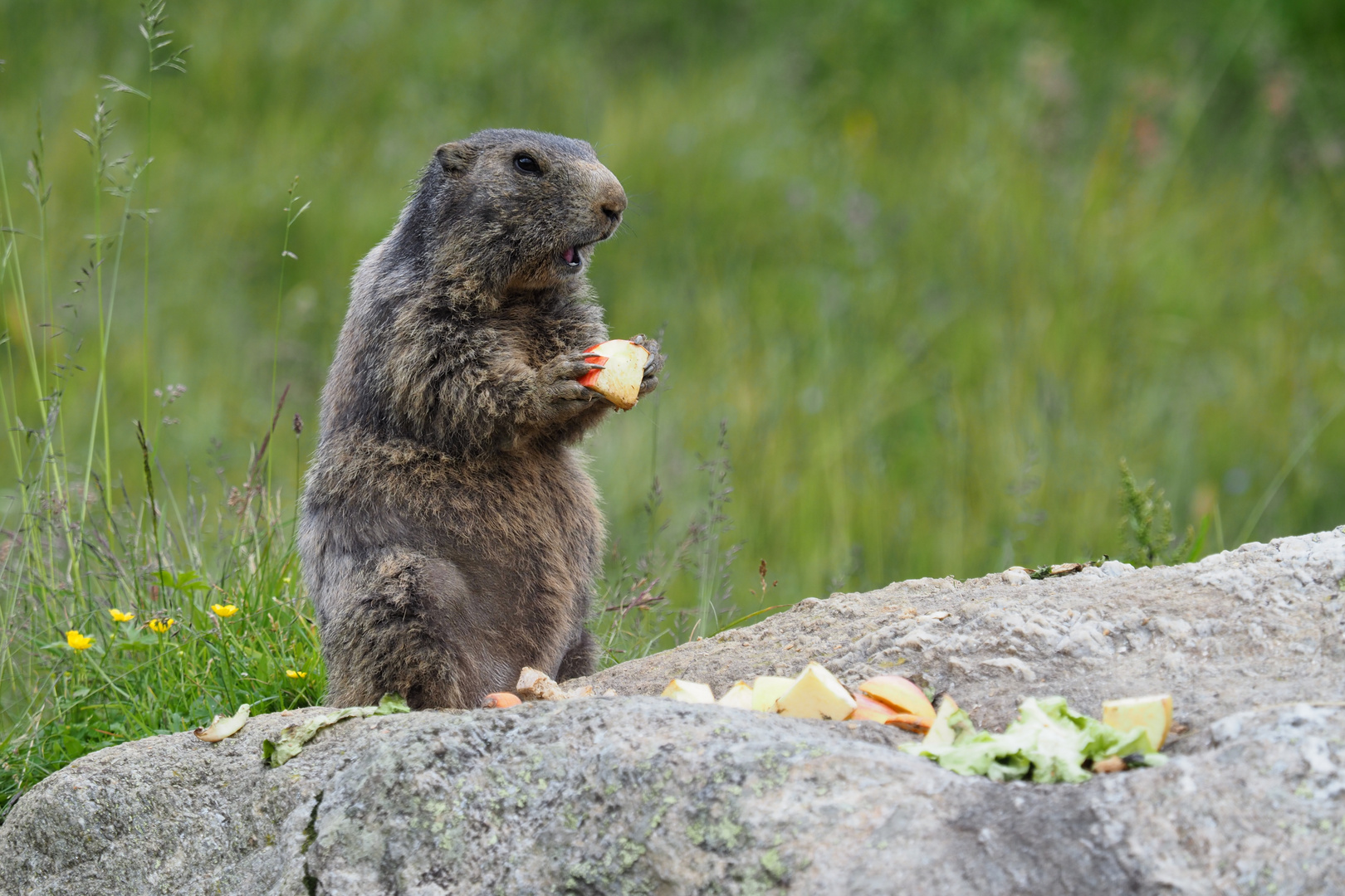 Und täglich grüßt das Murmeltier Foto & Bild anfängerecke nachgefragt, nachgefragt