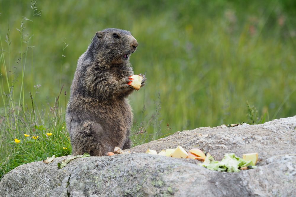 Und täglich grüßt das Murmeltier Foto & Bild anfängerecke nachgefragt, nachgefragt