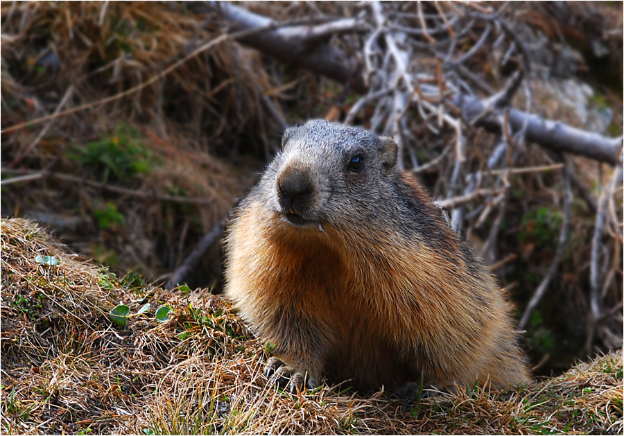 und täglich Grüßt das Murmeltier Foto & Bild tiere, wildlife, säugetiere Bilder auf