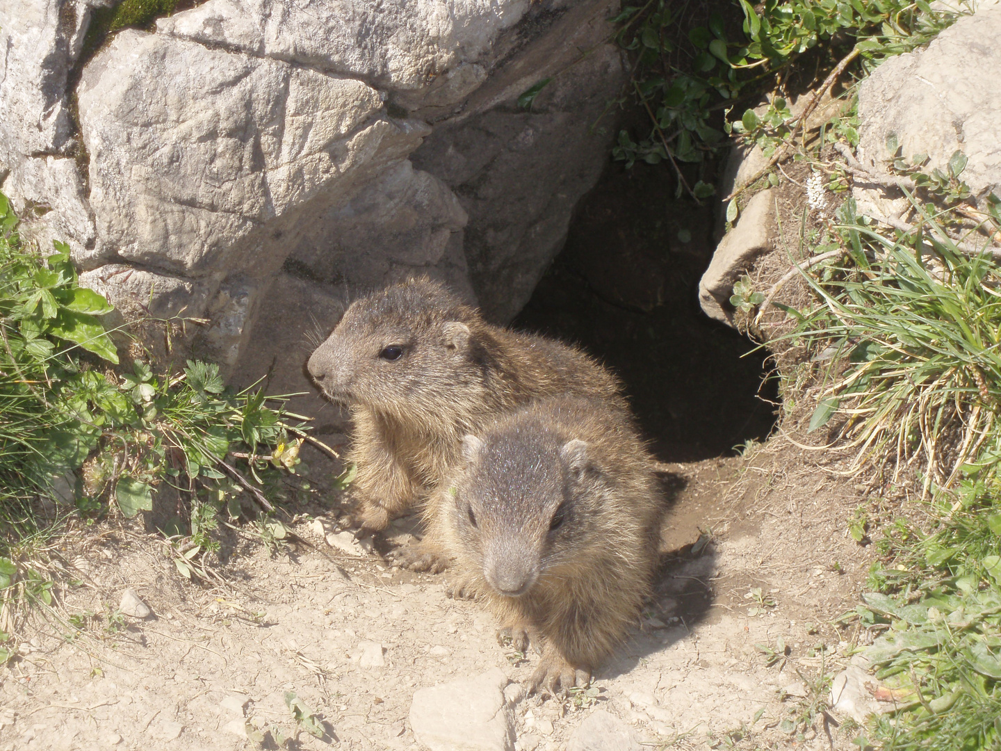 Und täglich grüßt das Murmeltier... Foto & Bild tiere, wildlife, sommer in den bergen Bilder