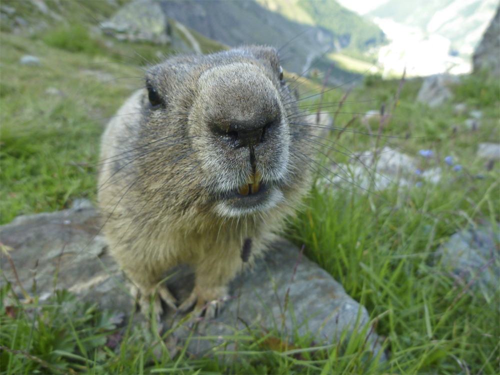 Und täglich grüßt das Murmeltier