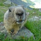 Und täglich grüßt das Murmeltier