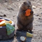 Und täglich grüßt das Murmeltier