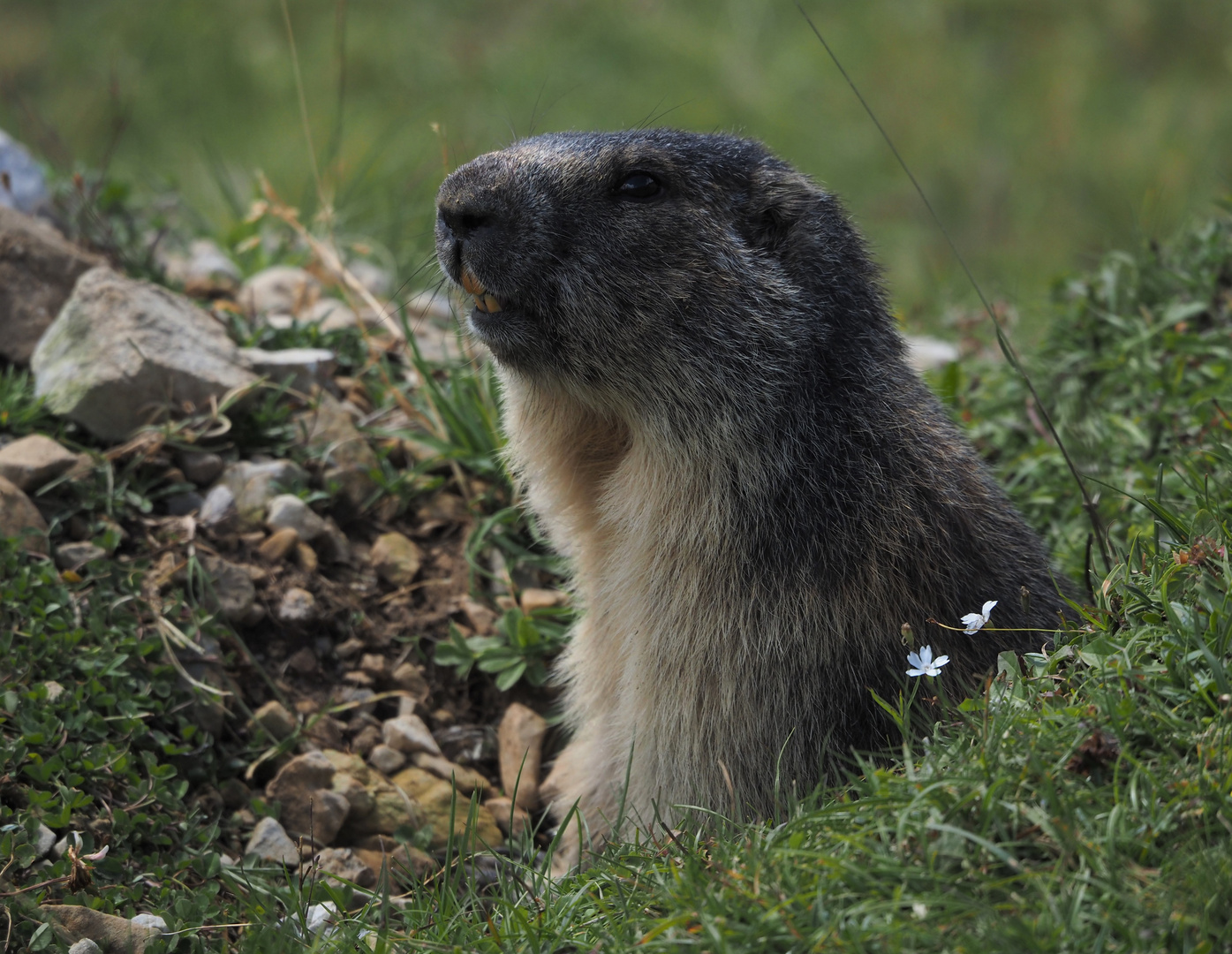 "und täglich grüßt das Murmeltier" Foto & Bild europe, Österreich, tiere Bilder auf