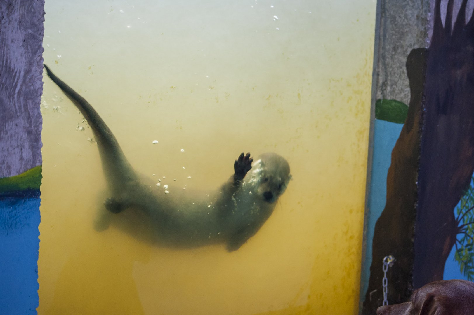 "und täglich grüßt das Murmeltier???" - oh nein vielmehr ist das ein Otter hier!!!