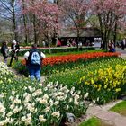 Und täglich grüßt der Keukenhof