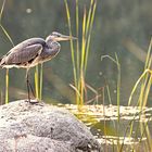 Und täglich grüßt der Reiher