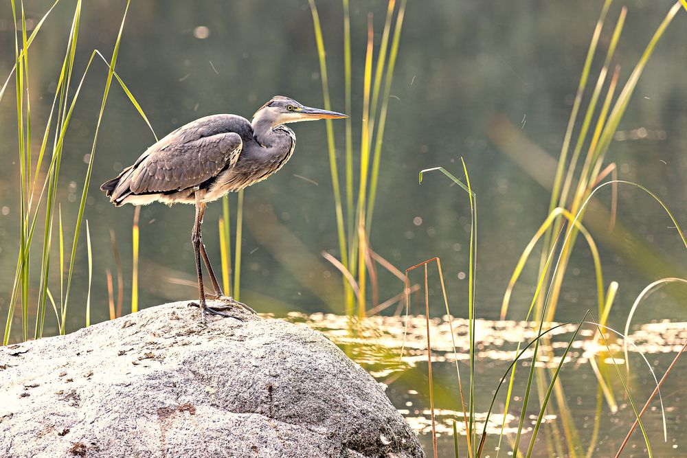 Und täglich grüßt der Reiher