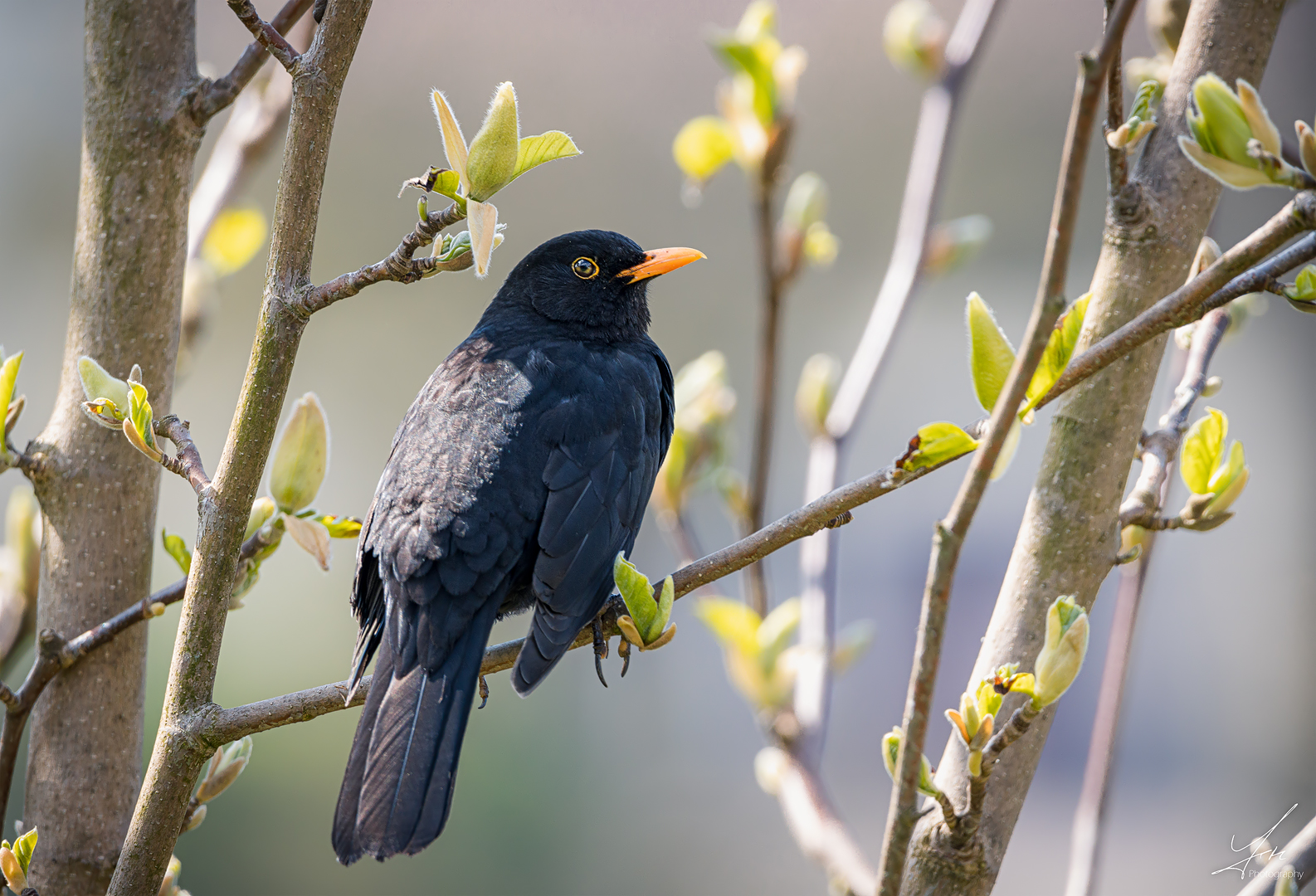 Und täglich grüßt die Amsel