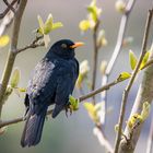 Und täglich grüßt die Amsel