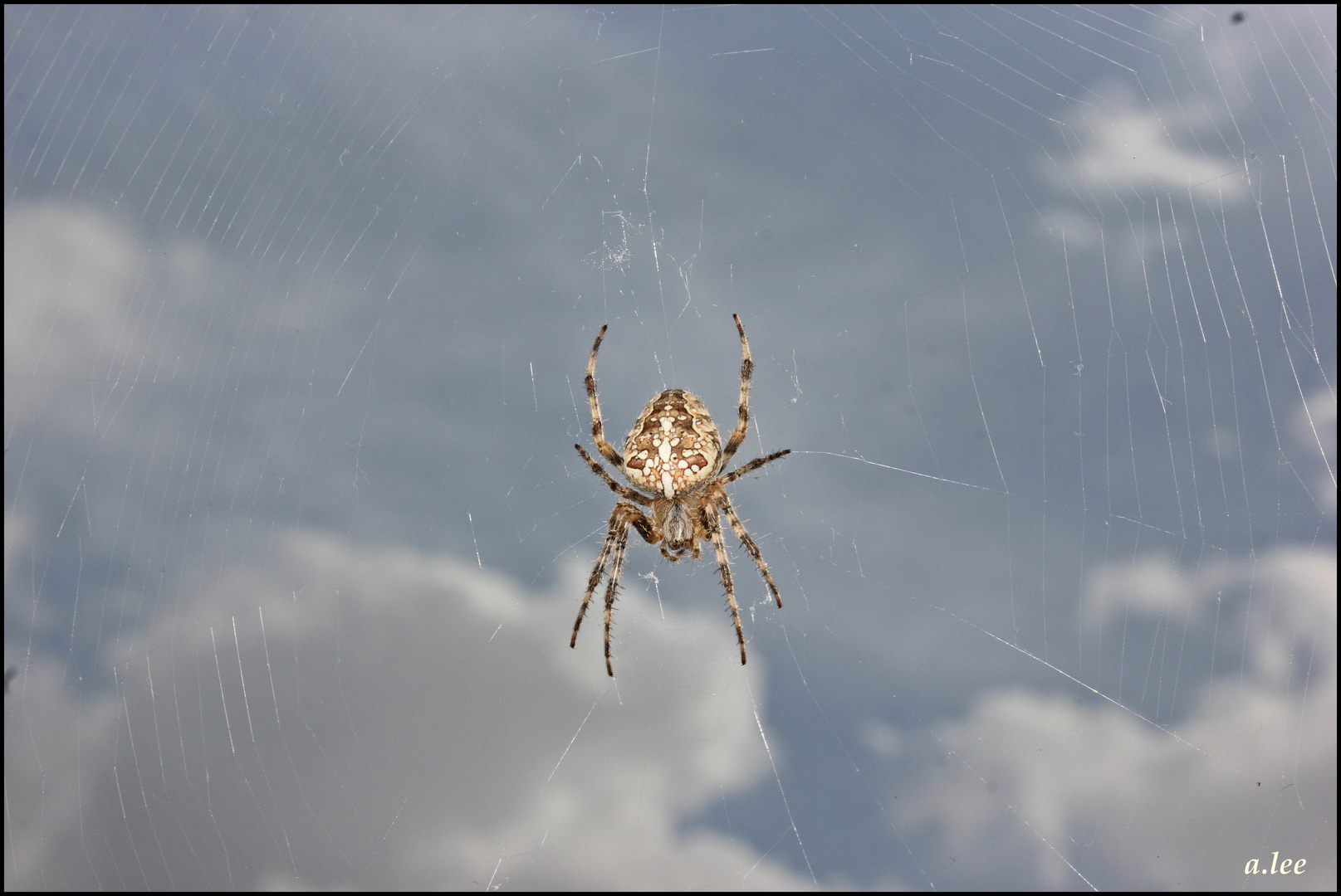 und täglich grüßt  die Spinne...