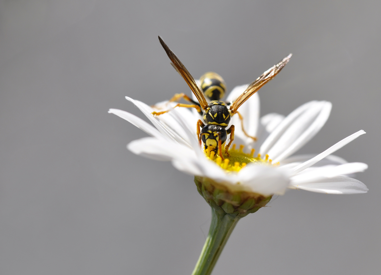 Und täglich grüsst die Wespe...der Frühling ist da !