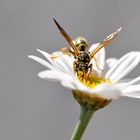 Und täglich grüsst die Wespe...der Frühling ist da !