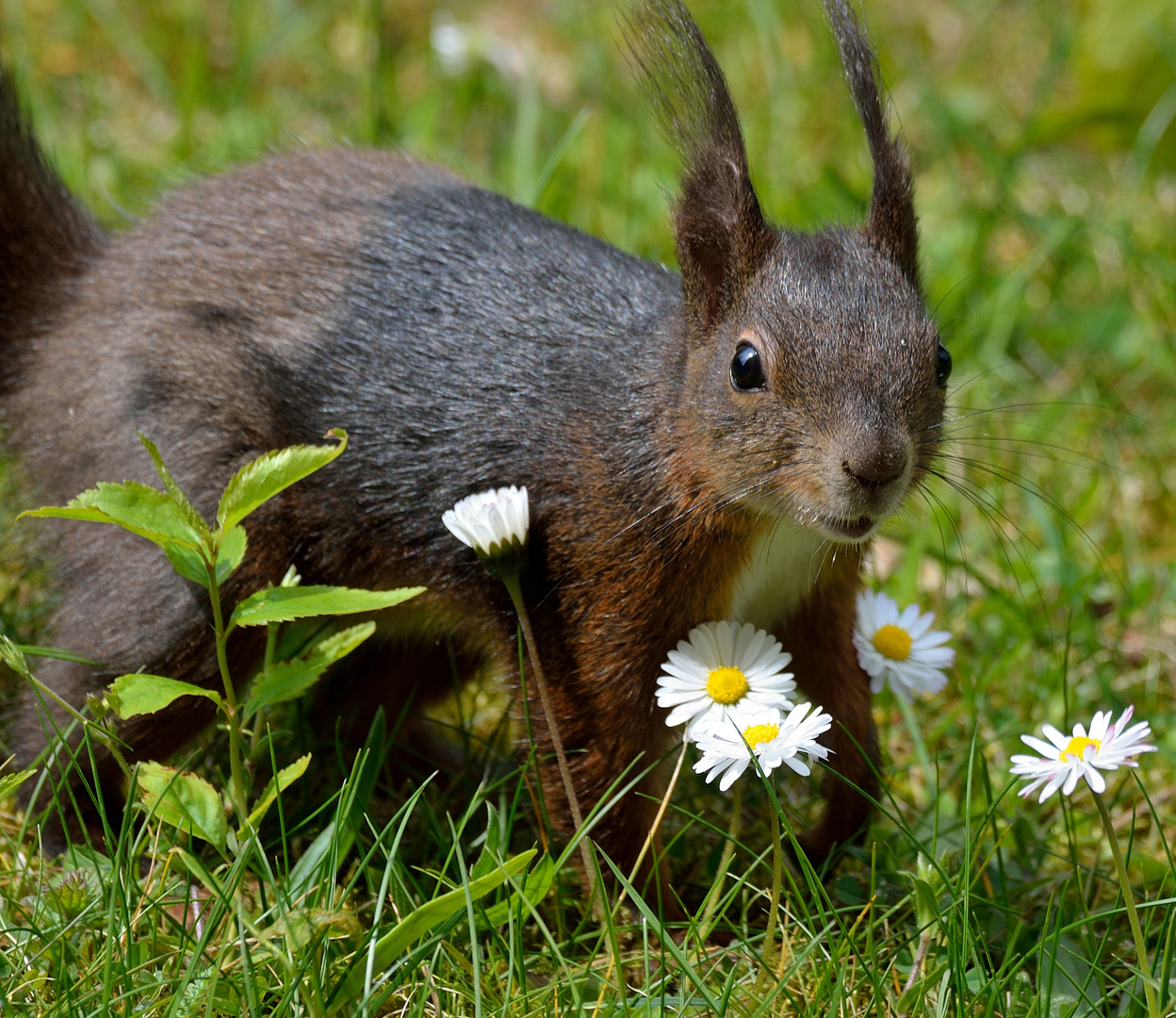 und täglich grüßt...das Eichhörnchen