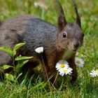 und täglich grüßt...das Eichhörnchen