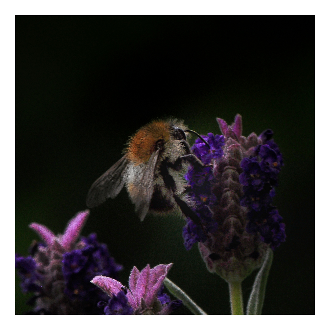 Und täglich ruft das Hummel-Tier