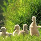 und trocknen und aufwärmen in der Sonne