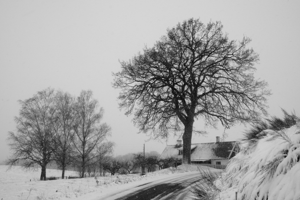 und trotzdem wird der Frühling kommen! -2-