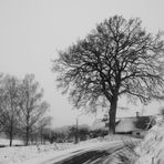 und trotzdem wird der Frühling kommen! -2-