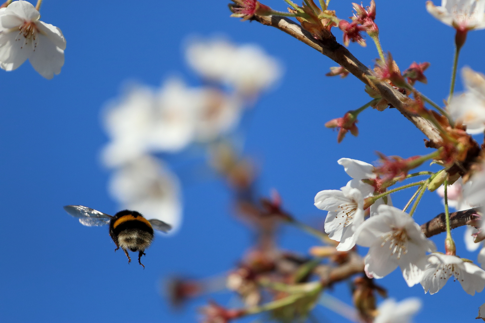 ...und tschüss Foto & Bild tiere, wildlife, insekten Bilder auf