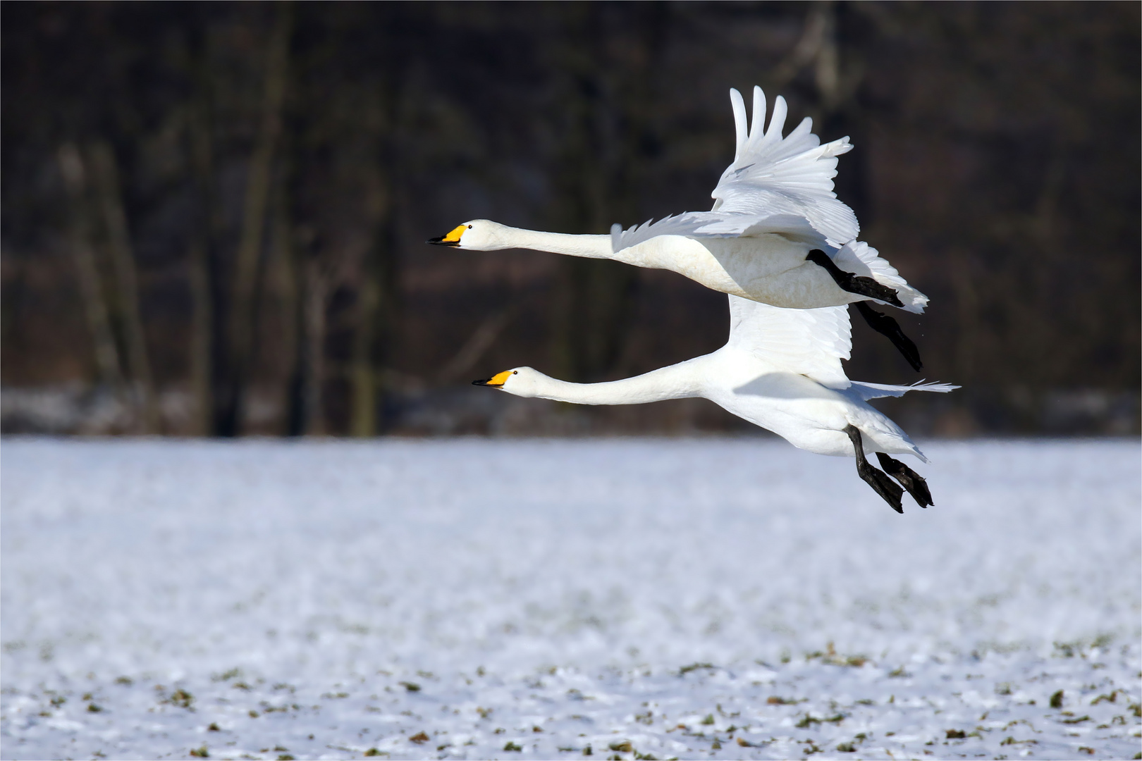 Und tschüss.... bis zum nächsten Winter, startende Singschwäne