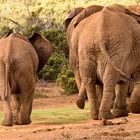 Und Tschüss - Elefanten im Addo Elefant Park