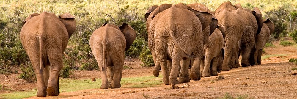 Und Tschüss - Elefanten im Addo Elefant Park