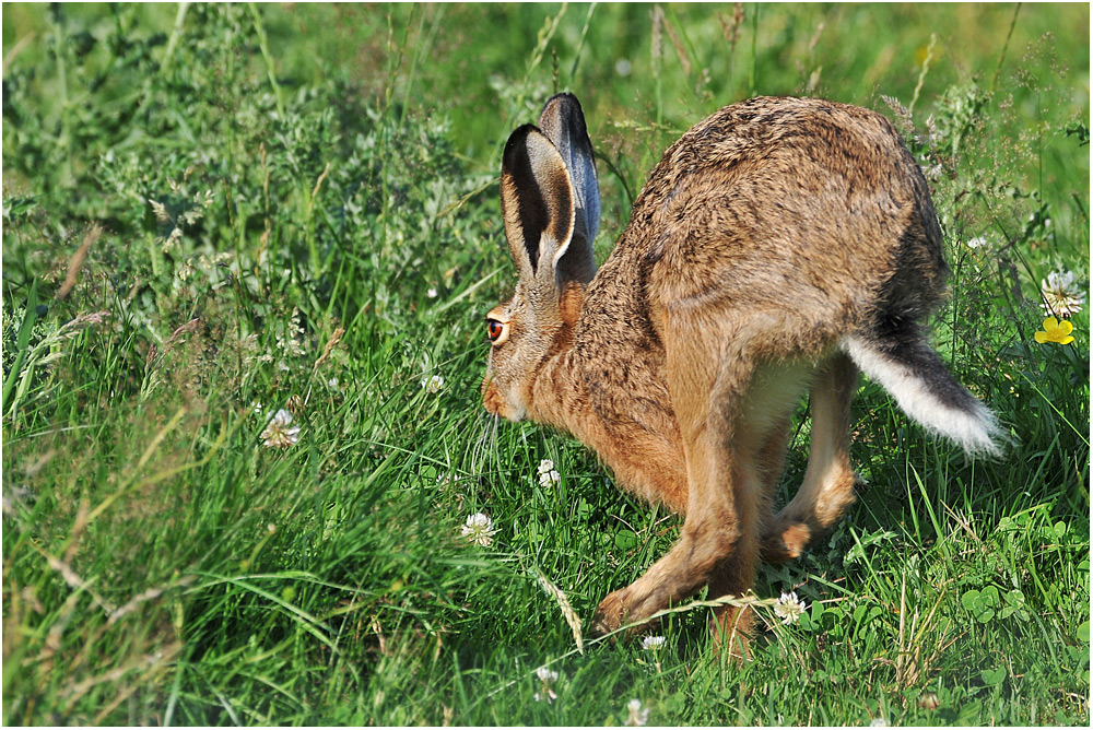 Und tschüss . . . Hase in seiner typischen Gangart . . .