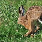 Und tschüss . . . Hase in seiner typischen Gangart . . .