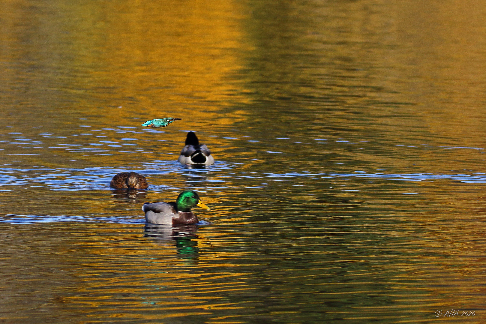 ...und über die Enten!