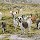 Und überall auf dem Weg nach Arequipa begleiten uns wieder Lama Herden