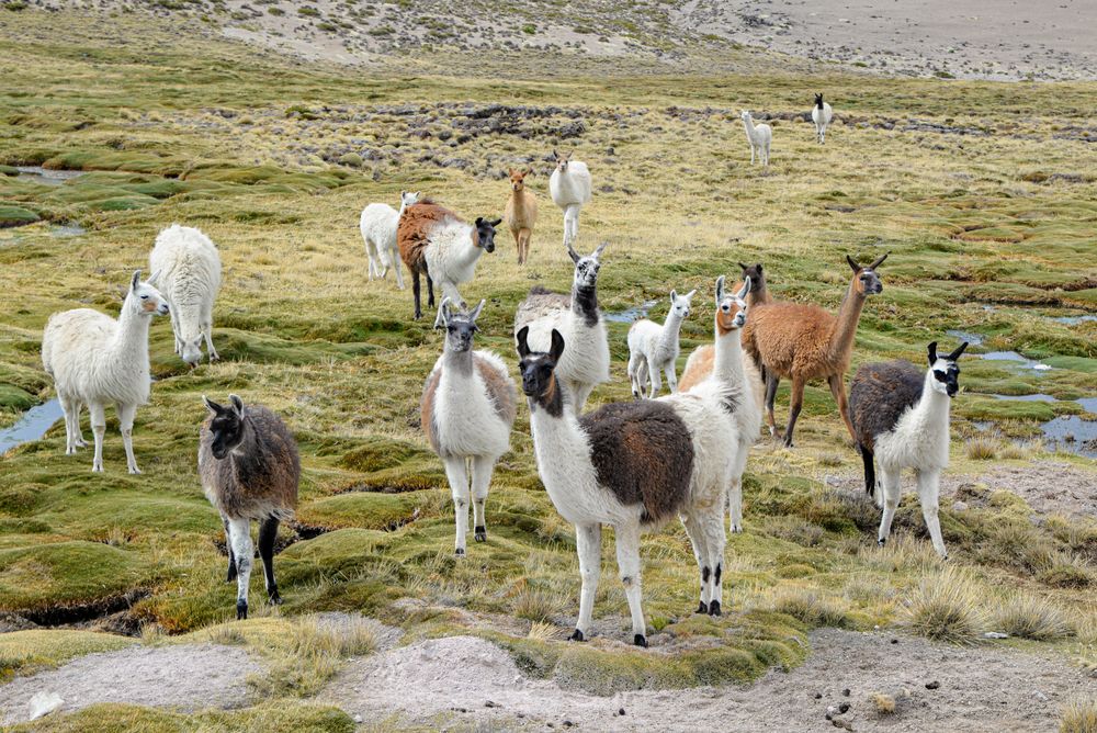 Und überall auf dem Weg nach Arequipa begleiten uns wieder Lama Herden