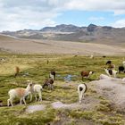 Und überall auf dem Weg nach Arequipa begleiten uns wieder Lama Herden