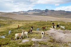 Und überall auf dem Weg nach Arequipa begleiten uns wieder Lama Herden